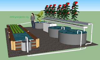 Commercial Aquaponics Business