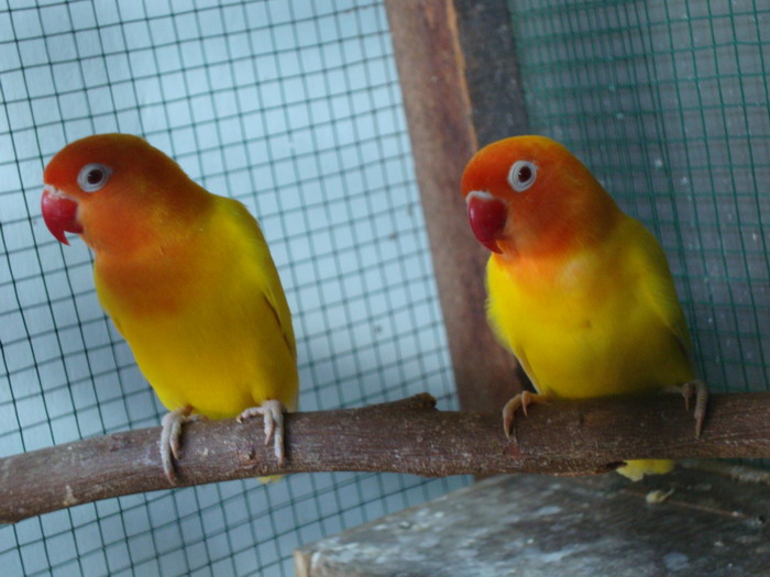 Harga Jual Burung Lovebird Lutino Mata Merah Jinak Terbaru ...