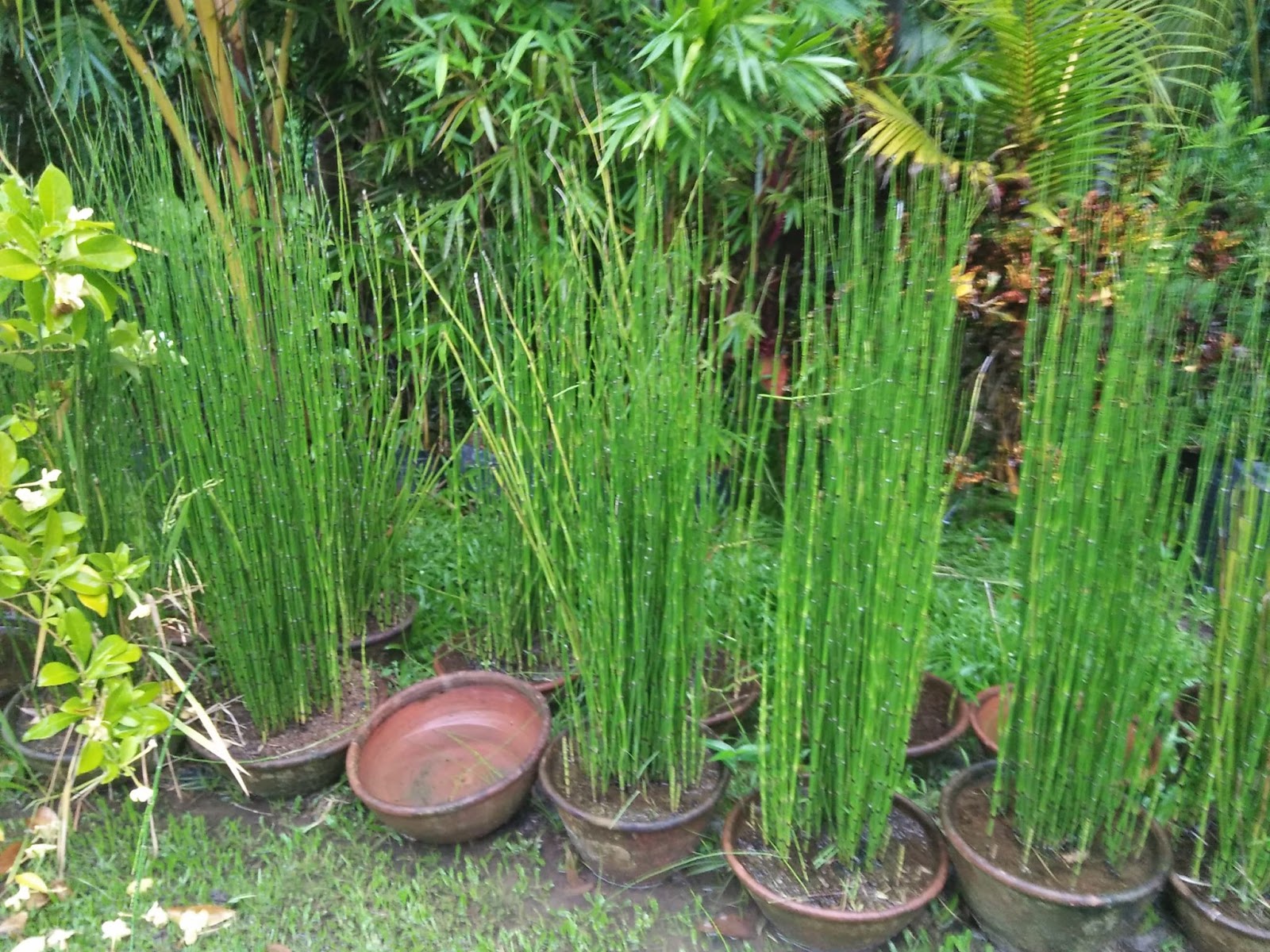 Ornamental Plants For Sale Horsetail Plant Cebu Ornamental Plants For Sale Horsetail Plant Cebu