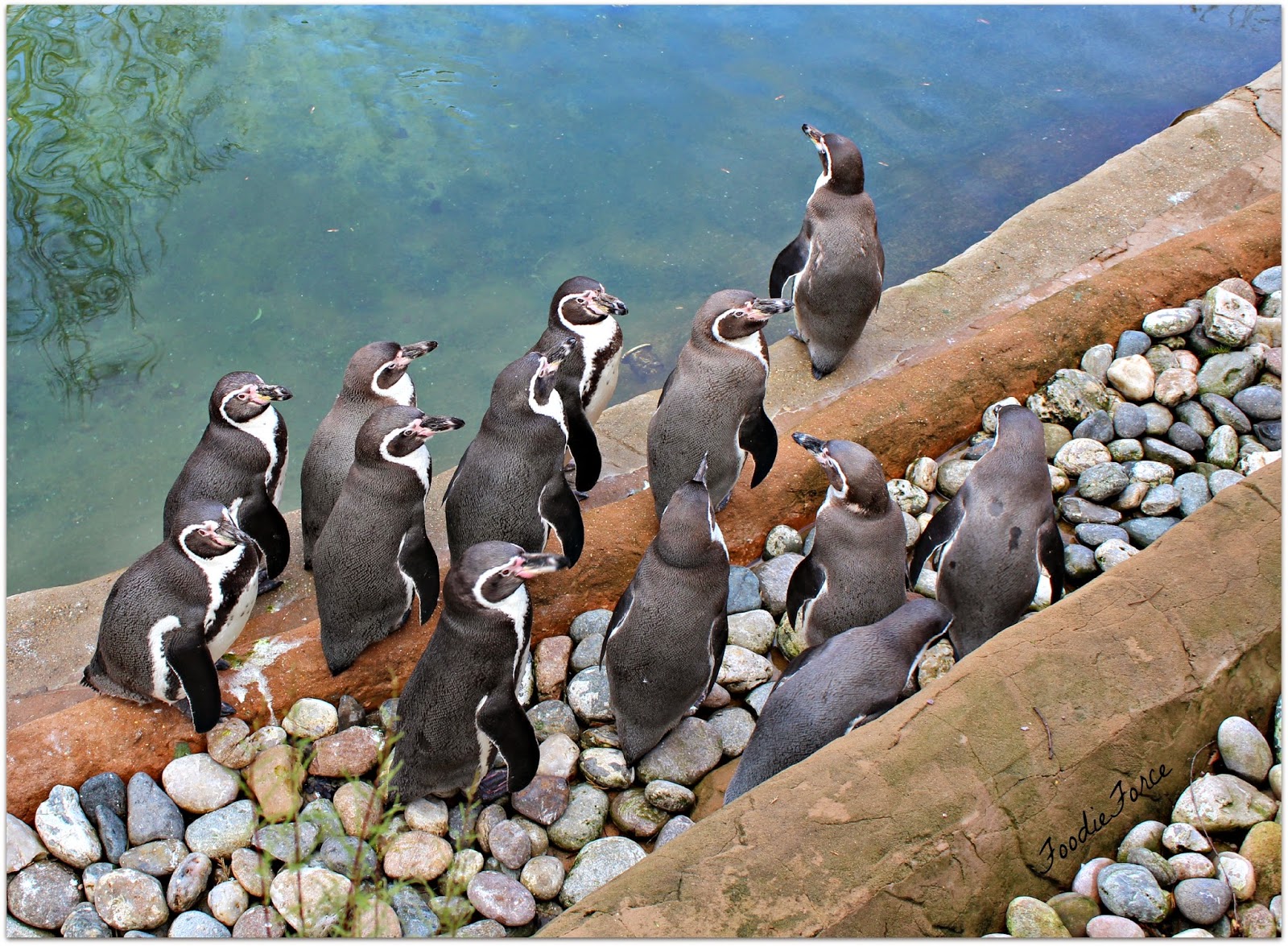 Foodie Force Colchester Zoo