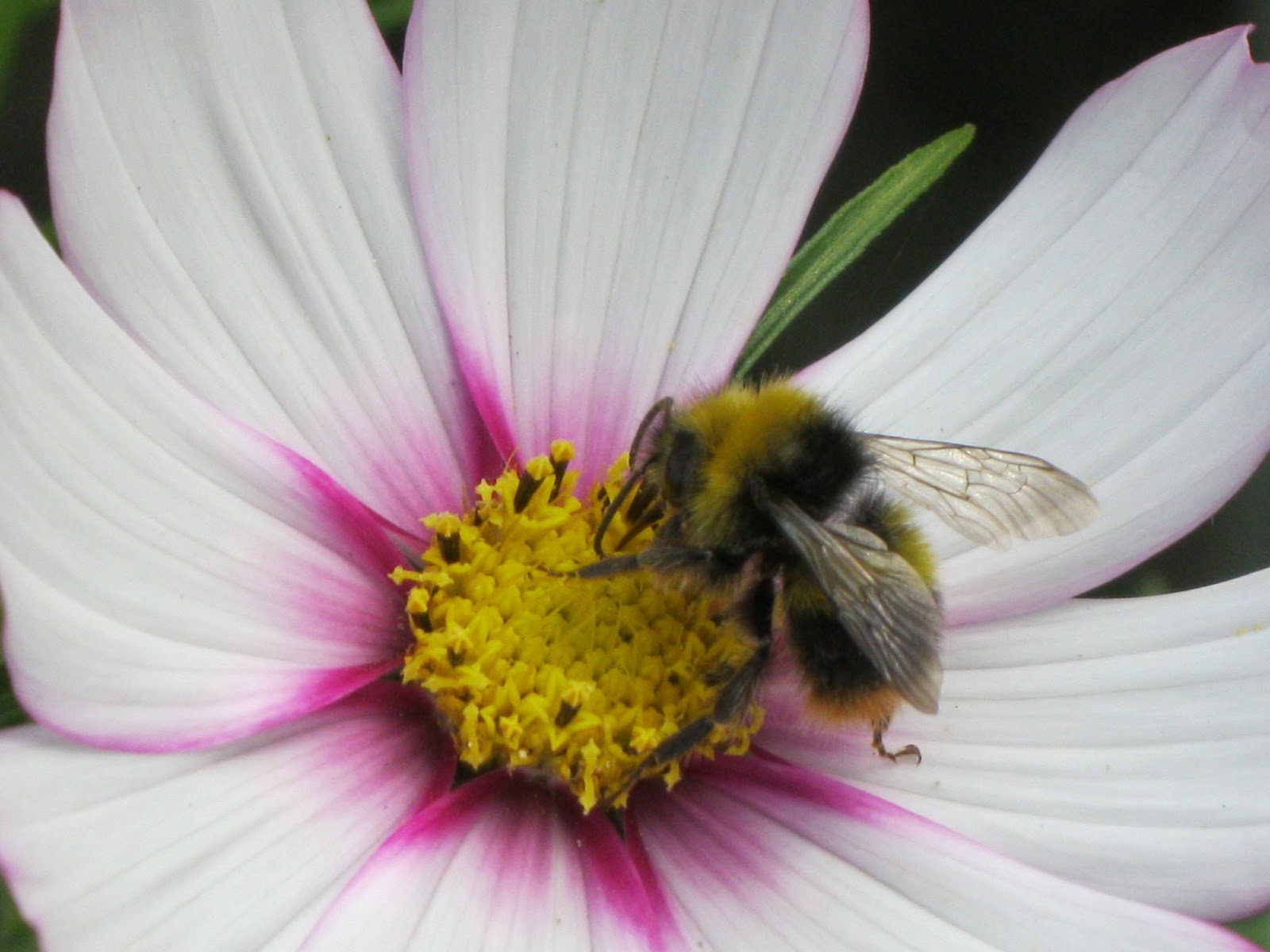 The Digital Beekeeper Have you ever seen the back of the cosmos?