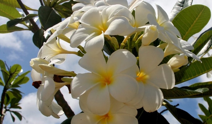 34 Jenis Tanaman Pengusir Nyamuk di Kamar yang Bisa