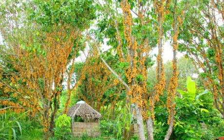 Nhung vuon dau bon bon triu qua 'hai ra tien' - Anh 8