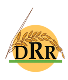 Directorate of Rice Research (DRR) Recruitment 2015