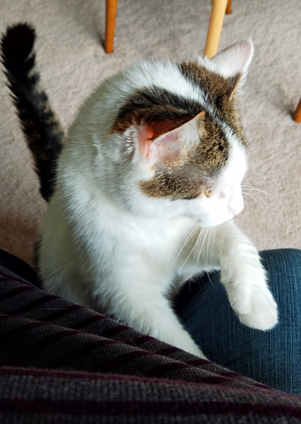 image of Olivia the White Farm Cat standing on her back legs, leaning on my knee