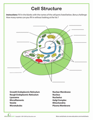 Printables Cell Structure Worksheet cell structure worksheet answers versaldobip davezan