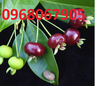 Giống cây cherry brazil. cung cấp cây ăn quả nhiệt đới, phù hợp với khí hậu việt nam. Giống cây cherry brazil. cung cấp cây ăn quả nhiệt đới, phù hợp với khí hậu việt nam.