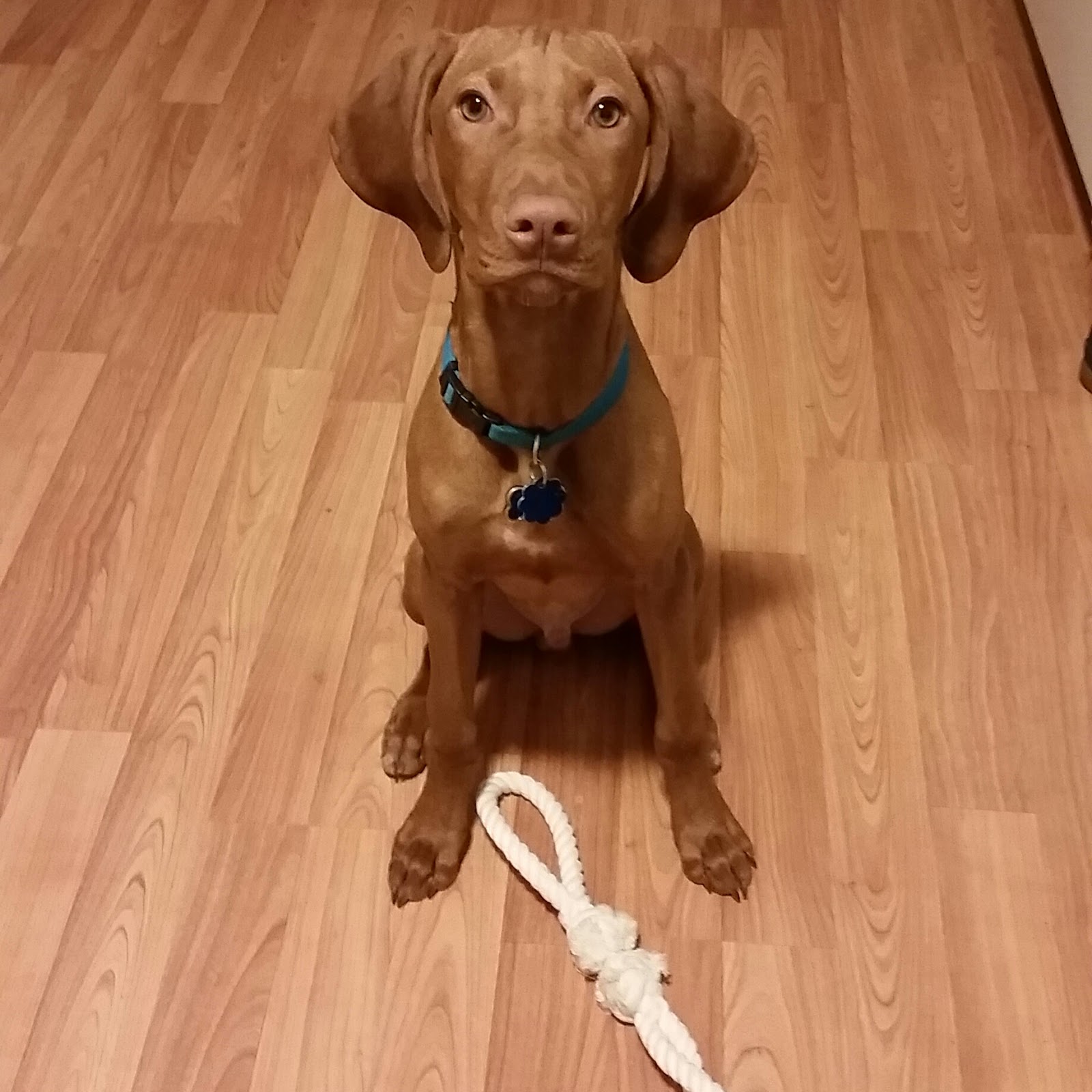 Toss Around Dog Toy Toss Around Dog Toy