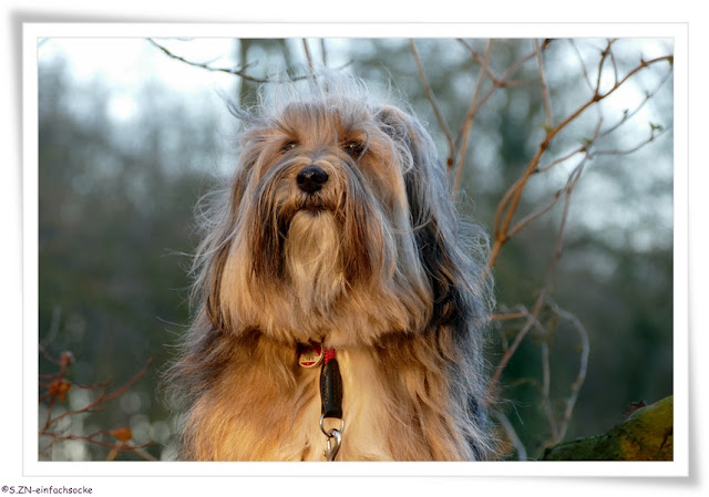[Hundeblog] Einfach Socke Kann man mir das bitte erklären?