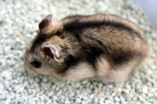 Rumah Hamtaro: Hamster Winter White