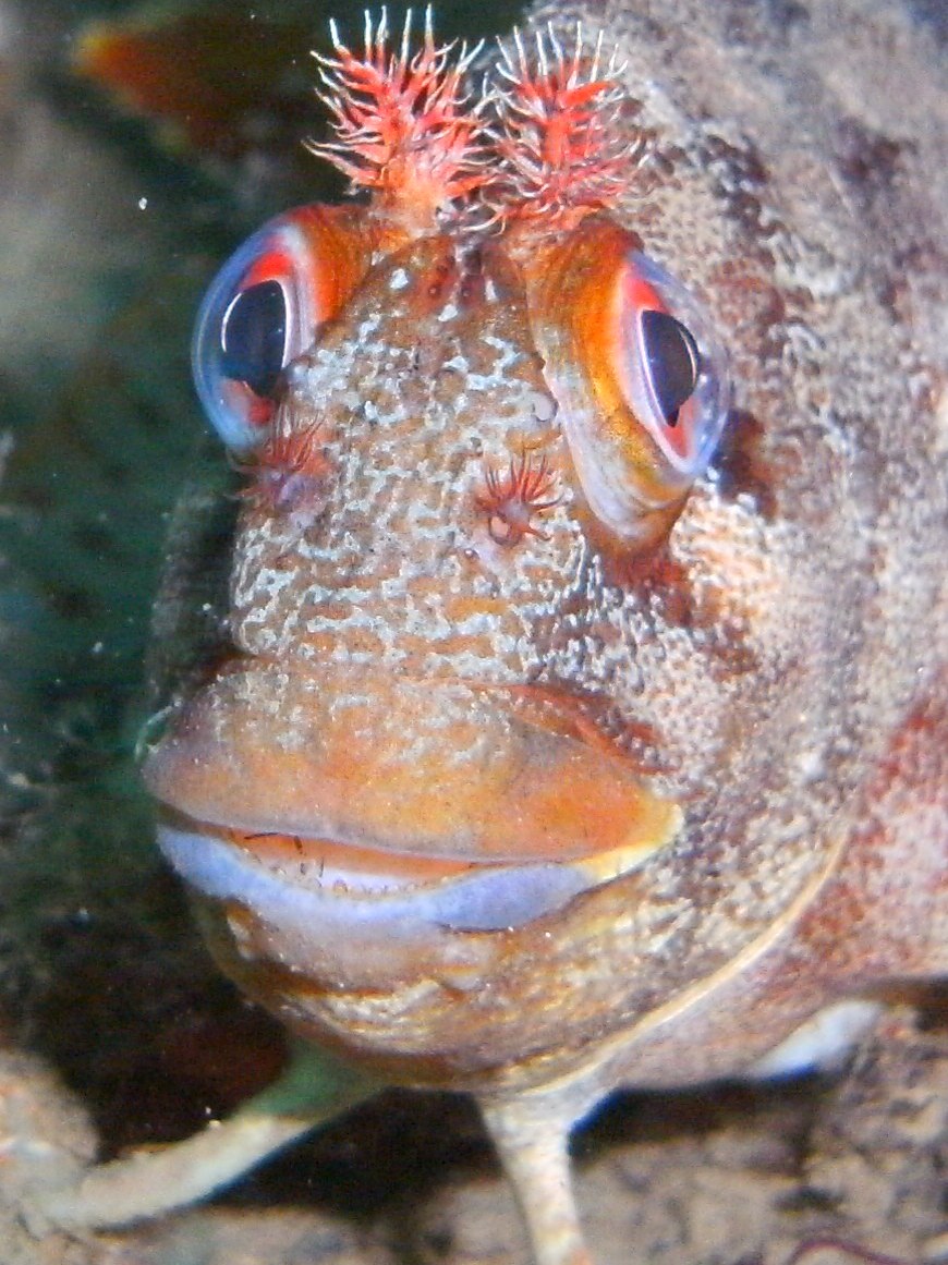 Sea Slug and the Turtle: April 2010