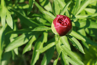 Bujor de gradina