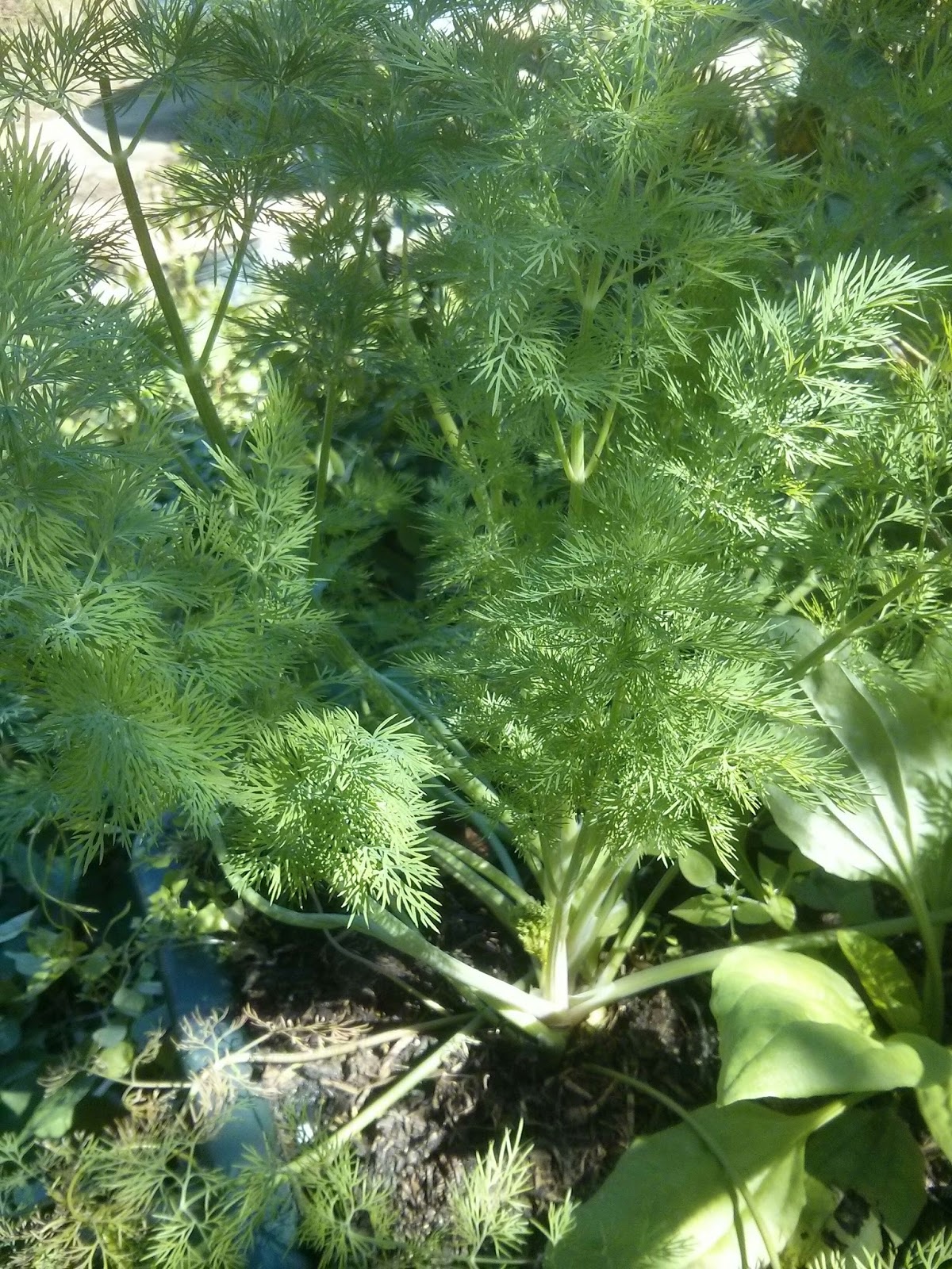 Aquarian Bath How to Plant Seed Papers