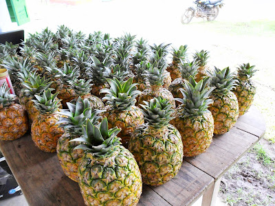 CULTIVO DE PIÑA