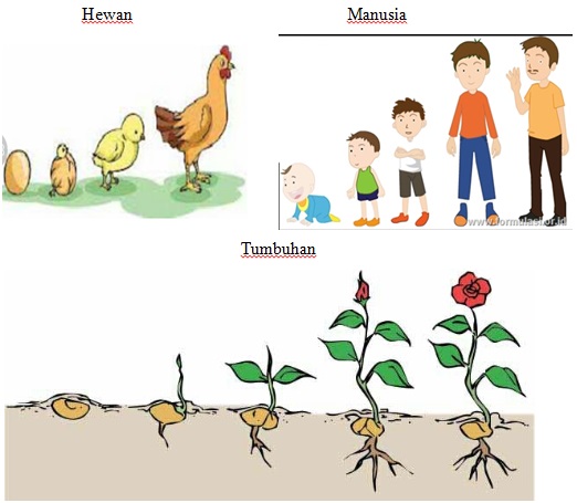 RPP IPA SD Kelas 3 Semester 1 Materi CiriCiri dan