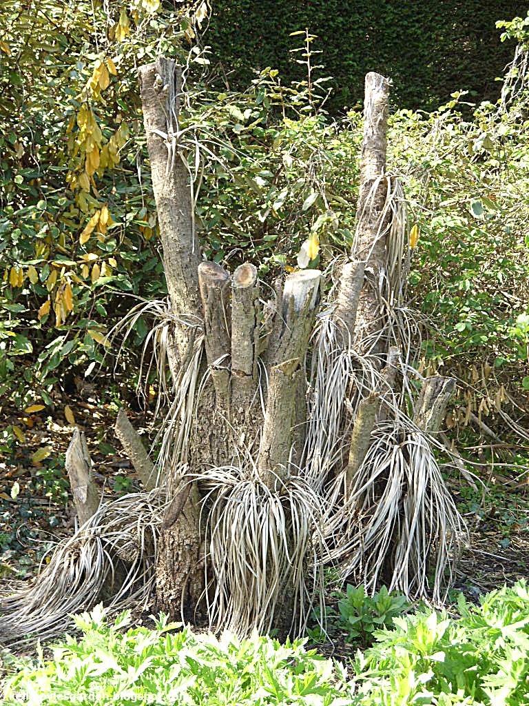Kelli�s Northern Ireland Garden Winter Damaged Cordyline