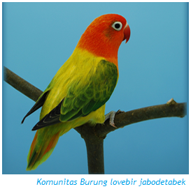 Lovebird Mania Mengenal Lovebird Euwing