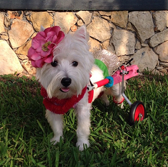 The Specials: Paralyzed dog Adopting a paralyzed dog in a wheelchair