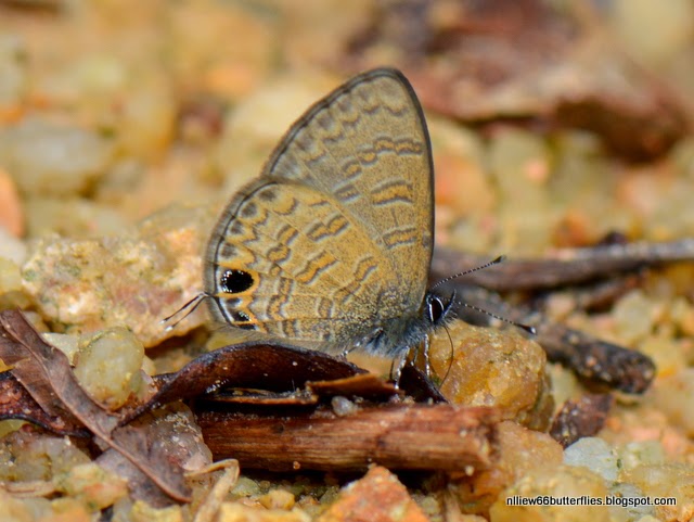 The Forested Path (and Beyond): BUTTERFLIES of RAUB: The Common Line ...