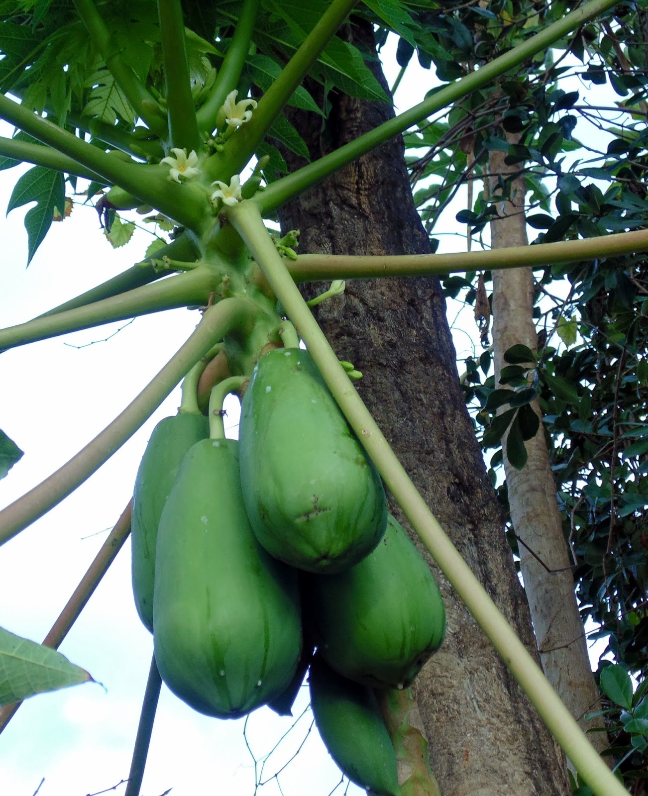 Pine Island, Florida Winter Fruit Growing on Pine Island,FL