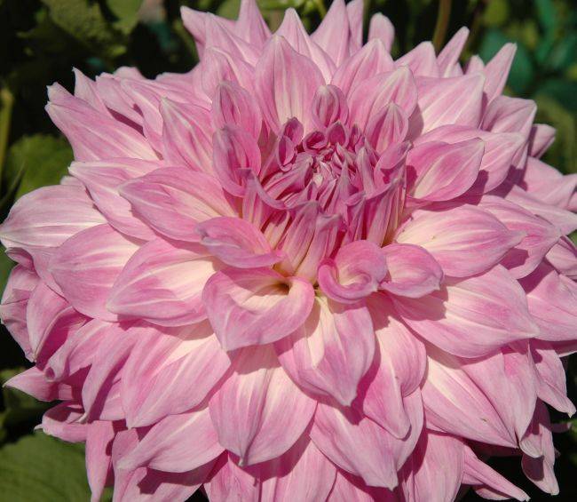 Orange SUnshine™ Dahlias