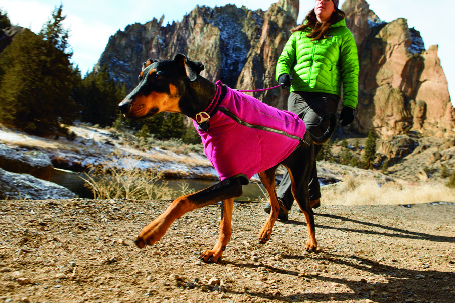 When Should I Put A Jacket On My Dog