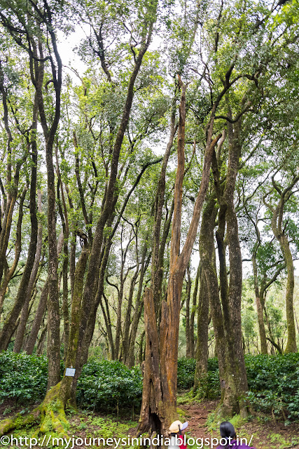 Camphor Tree