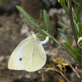 Small White, Pieris rapae, laying an egg.   Riverside Country Park, 10 August 2012
