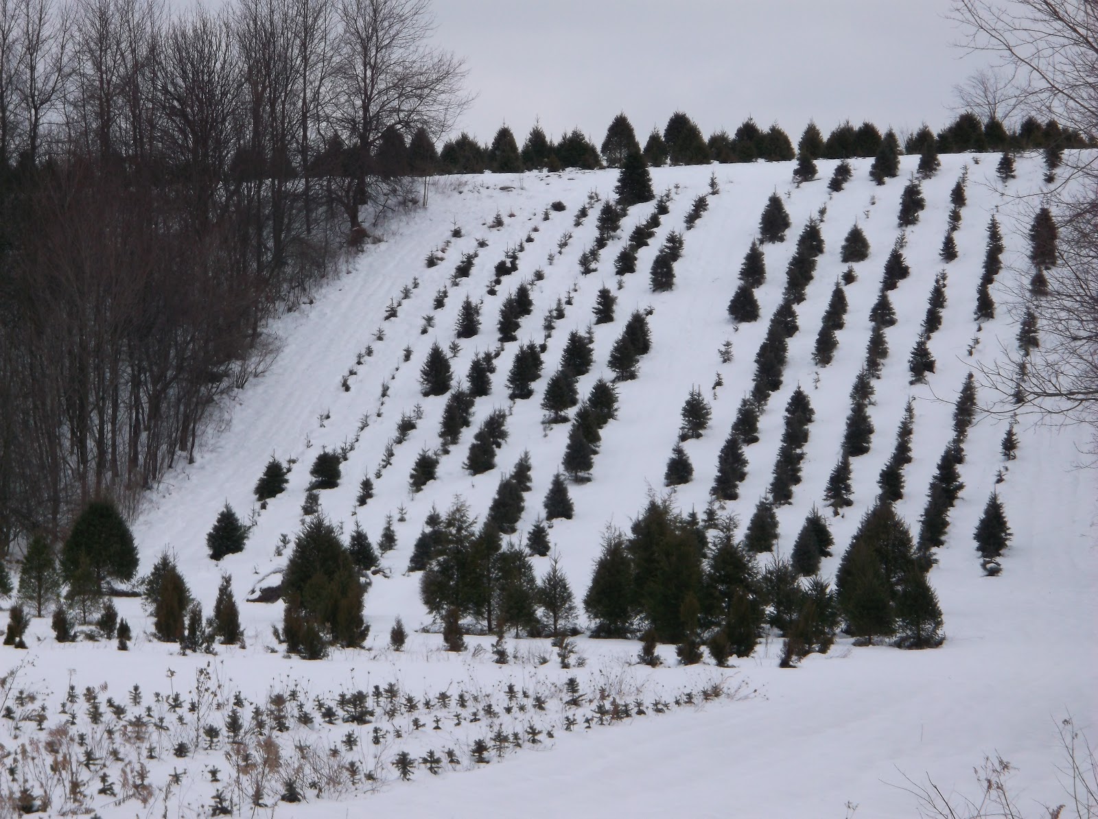 New York State of Mind CHRISTMAS TREE FARM