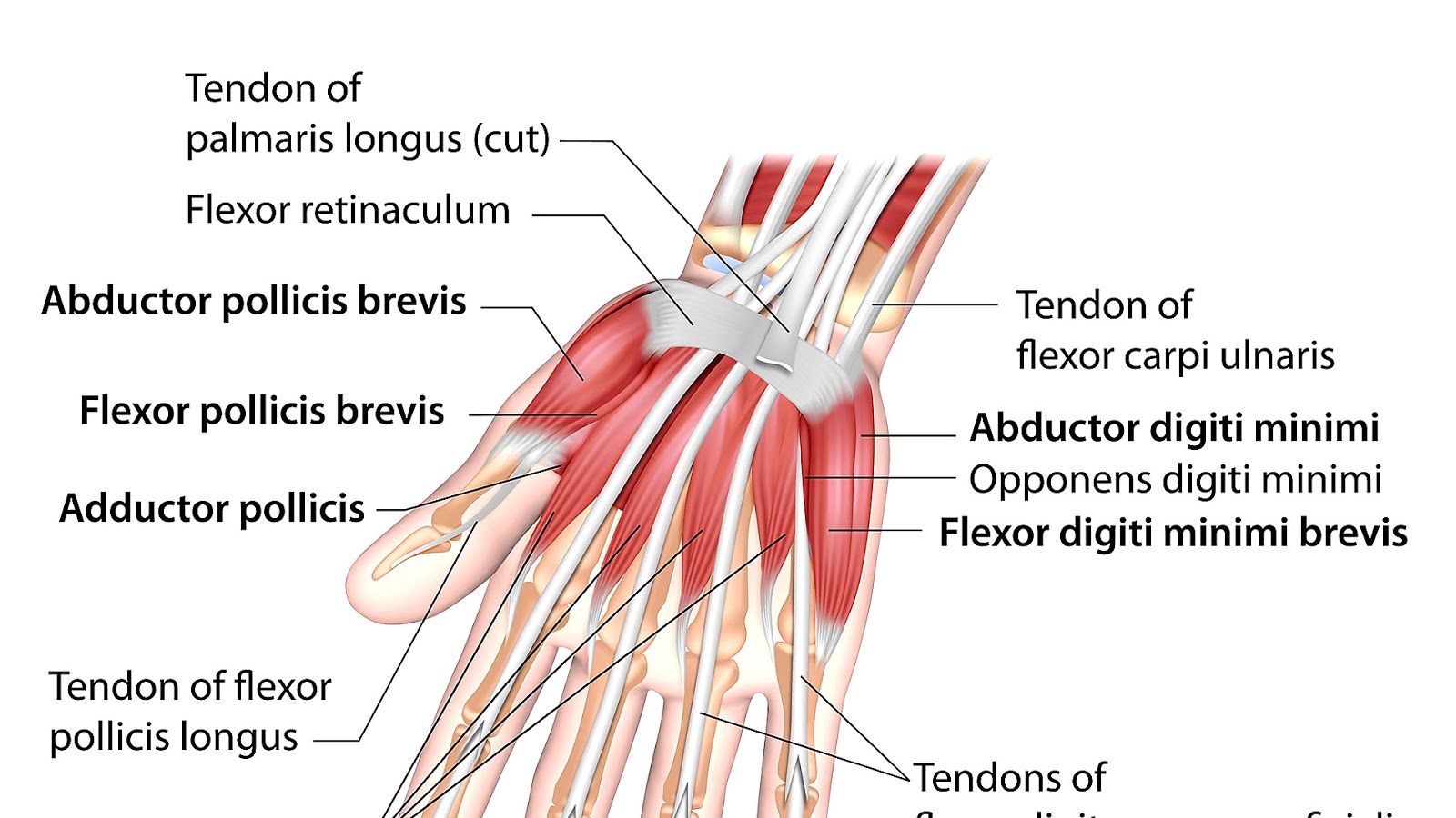 Wrist Injuries From Falling Injury Injury Choices