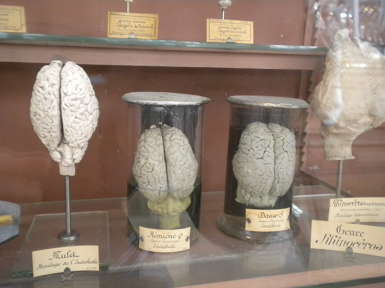 Groteskology The Lovely Bones