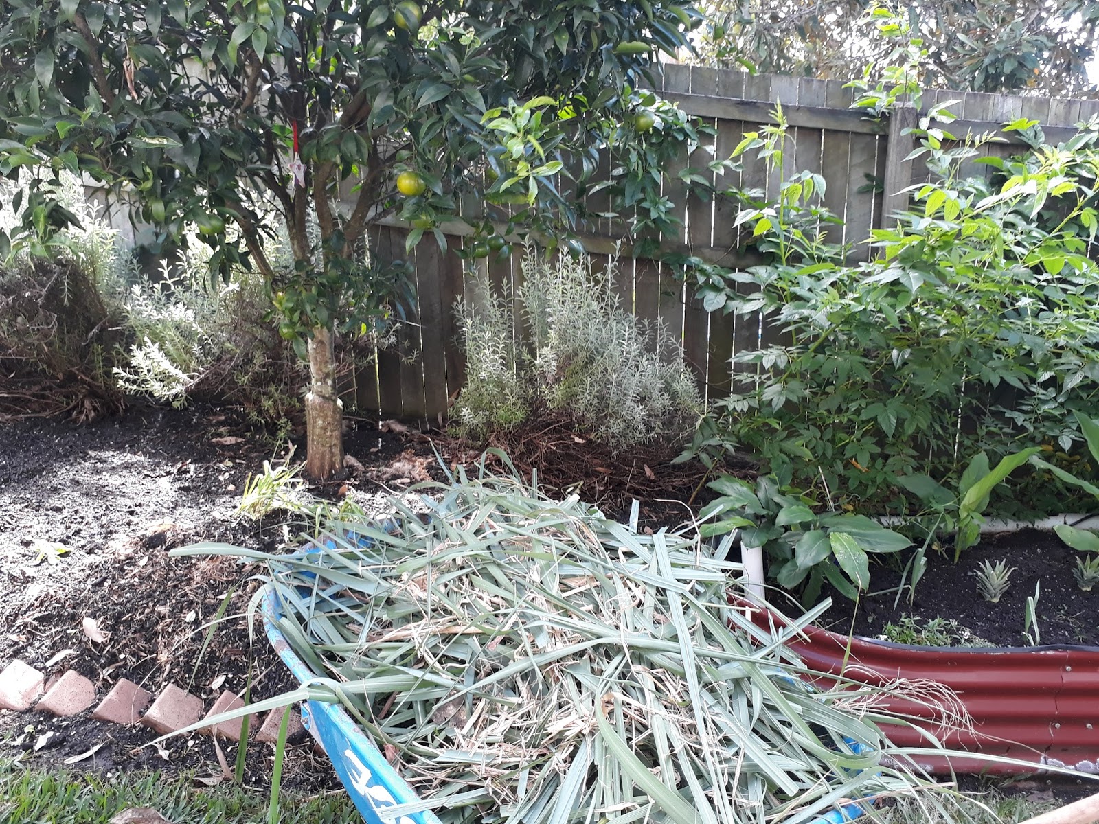 a hopeful nature Lemongrass Mulch