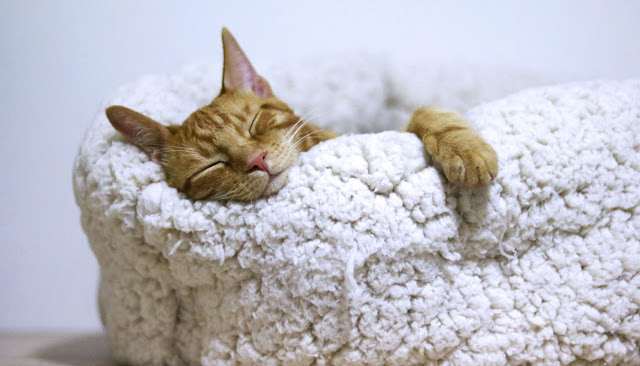 perfect cat bed|catvills.com