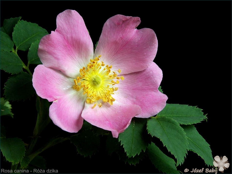 Rosa canina - Róża dzika