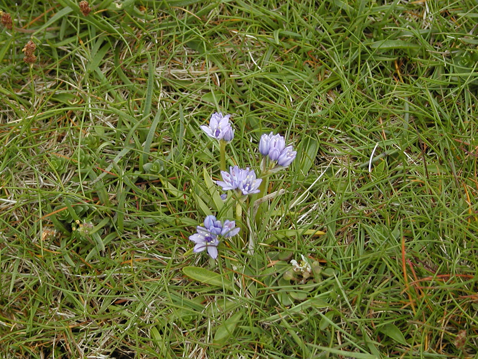 The Orkney Book of Wildflowers The first of the wildflower walks the