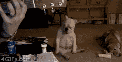 The 25 Coolest Gifs of Dancing Animals to Brighten Your Day
