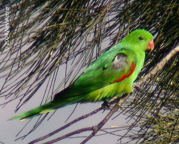 14 Satwa Endemik Di Pulau Jawa Yang Hampir Punah Abangnji Com