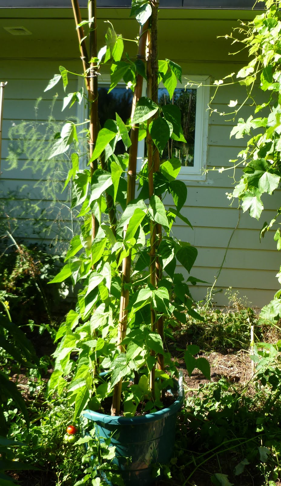 Growing Pole Beans In Containers Planting Pole Beans How To Plant Your Garden With Climbing