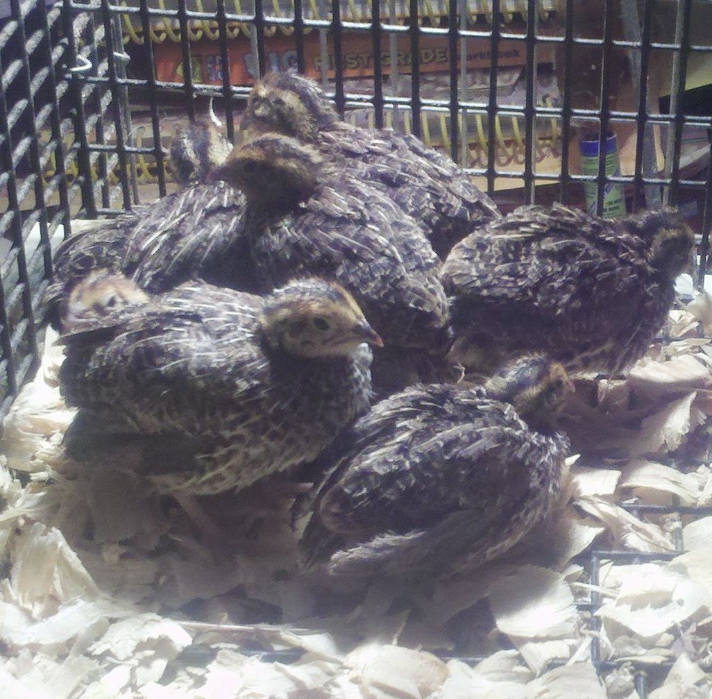 Coturnix quail, Japanese quail, White Phoenix chicken, Freedom Ranger hatchery, raising Freedom ranger chickens, 