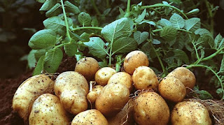"Cultivo de la Papa, patata-5"