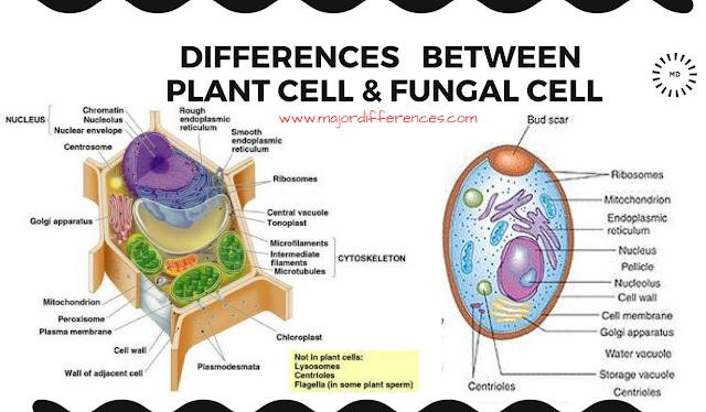5 Differences between Plant cell and Fungal cell