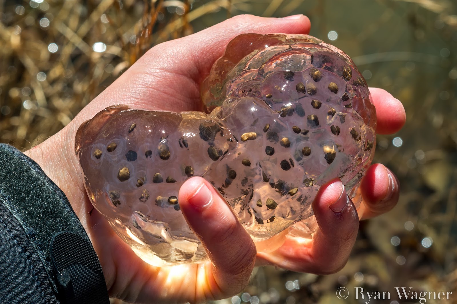 Salamander Eggs