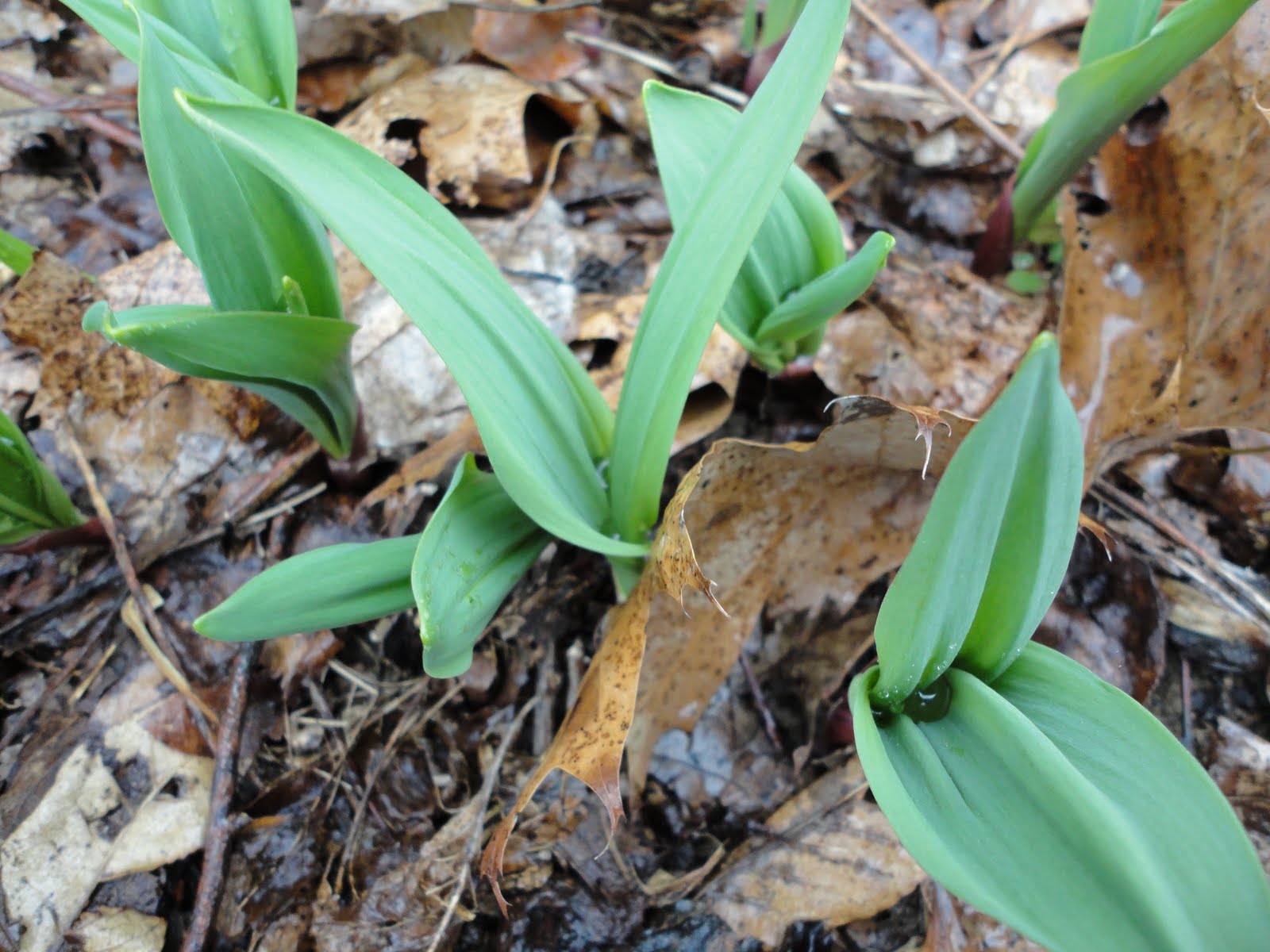 Inverbrook Farm Signs of SpringWild RampsStart of Forage Season