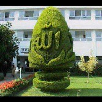 Allah's Name Written On Tree (Picture) - Best Right Way