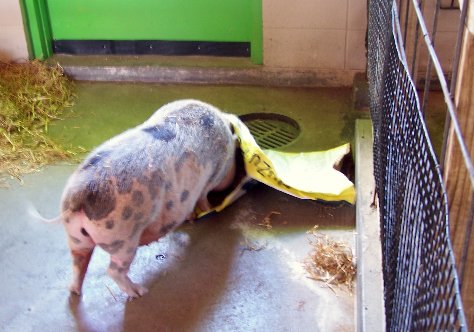 Zoo Animal Enrichment Domestic Hoofstock Enrichment