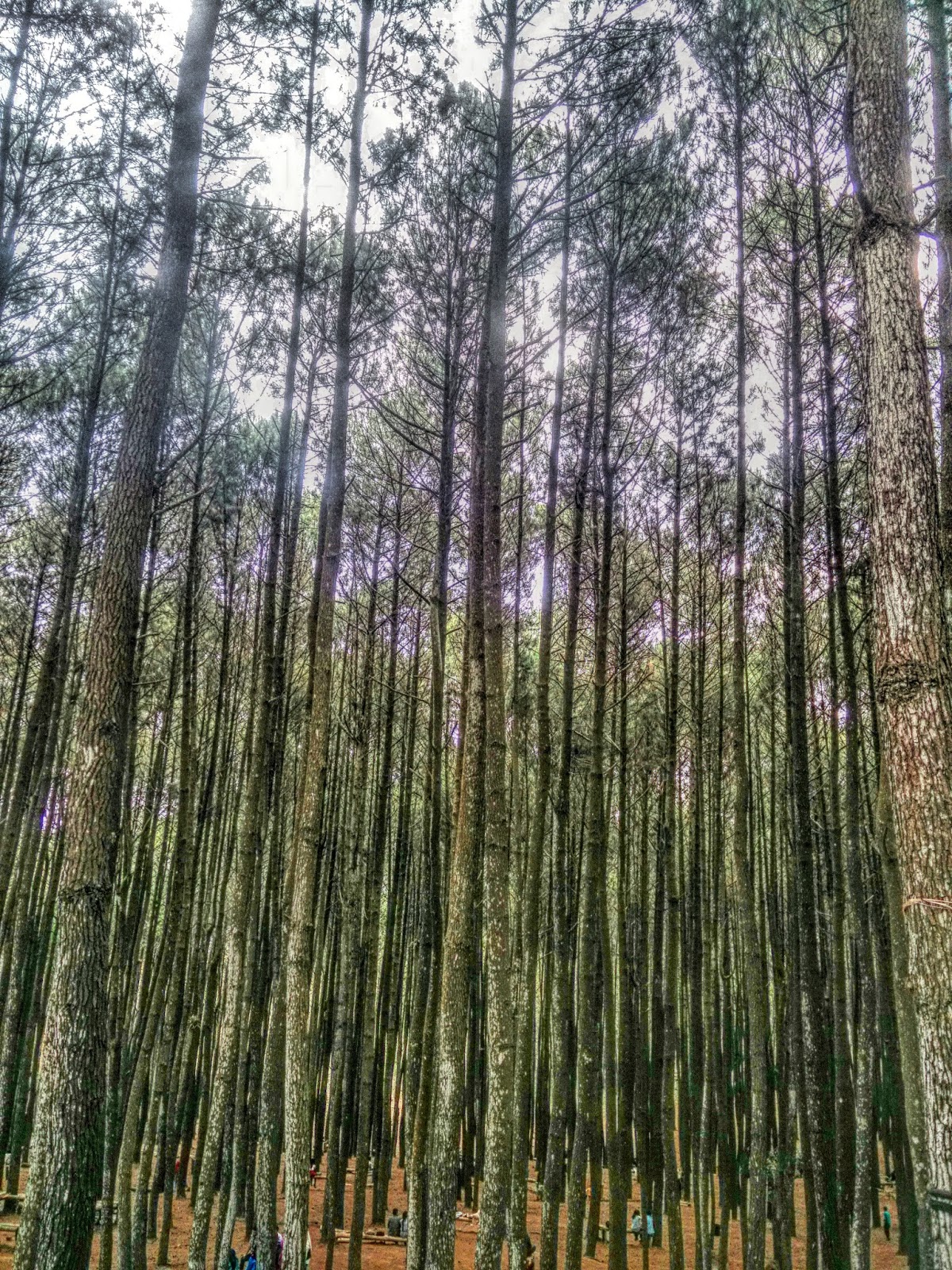 Sudut Pandang Edward33 Hutan  Pinus  Imogiri Bantul