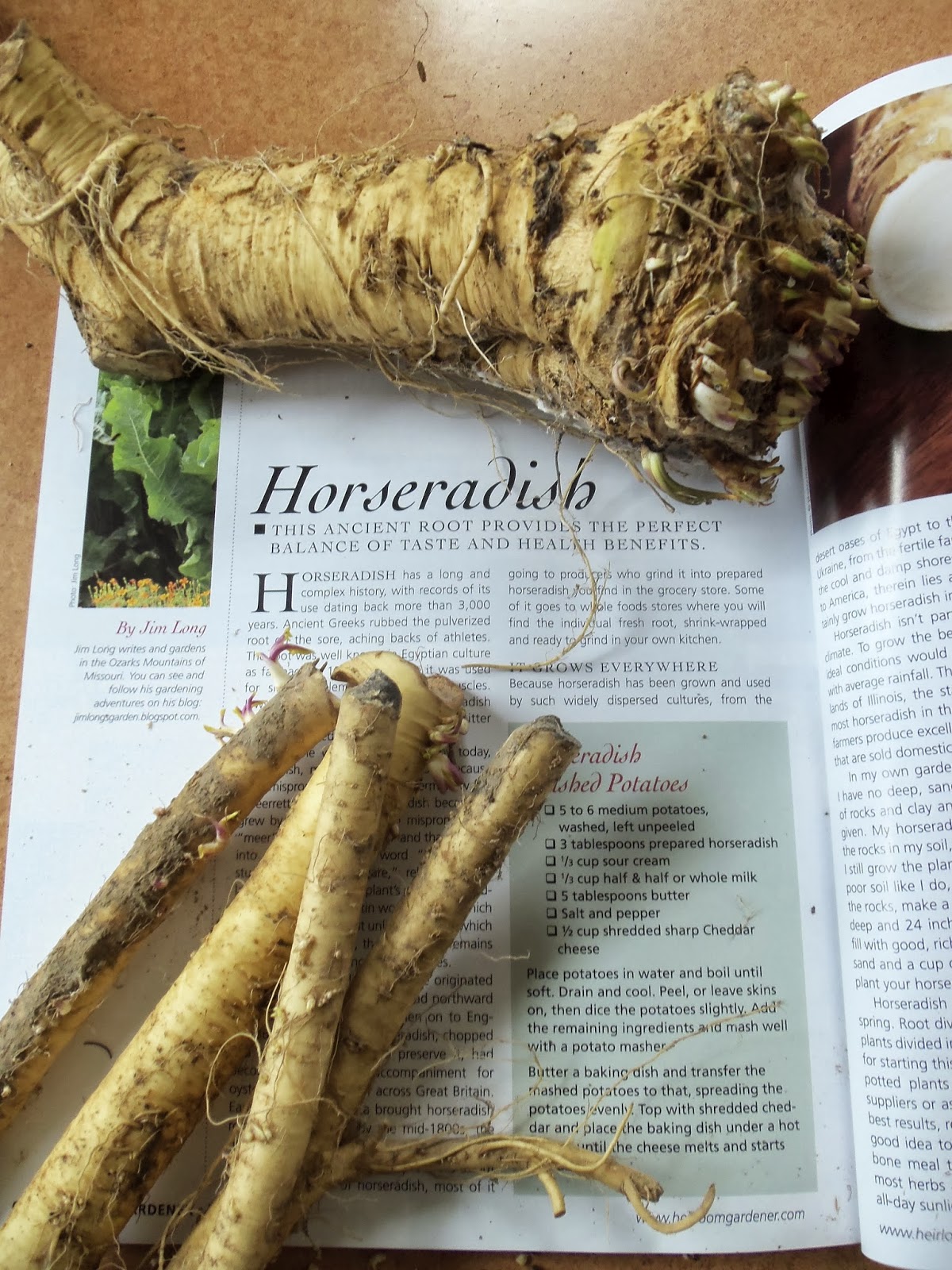 The Deliberate Agrarian My Horseradishnightmare