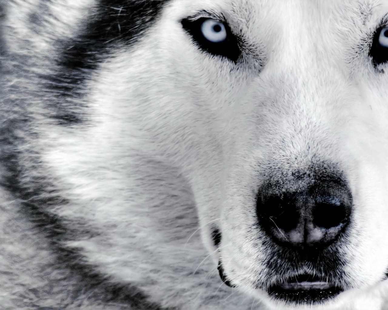 http://2.bp.blogspot.com/-IDBmztWbn34/TinhNCvJpZI/AAAAAAAACVs/gwxCSQsJpRE/s1600/husky_siberian_wolf_hd_wallpaper_3.jpg