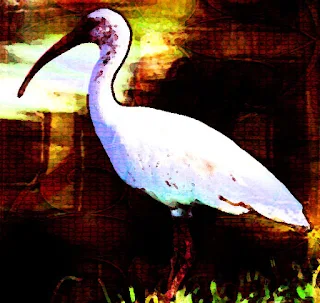 The nature of the akh changed over time; in Egyptian Mythology, the akh is represented by the ibis bird.