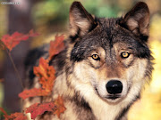 Labels: 3D wallpaper, Wallpaper (wolf and autumn colors)